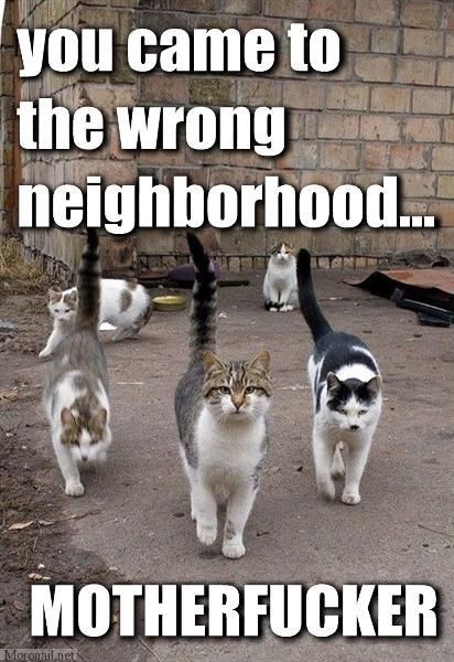 Forum Image: http://s3.amazonaws.com/kym-assets/photos/images/original/000/139/340/1308861495001.jpg