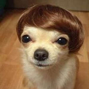 Toupee%20Dog.jpg