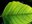 Sustainability and Thinking Green Sustainability and Thinking Green