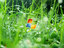 Microsoft Windows (PC User)