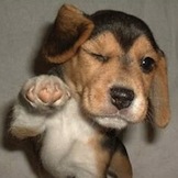 660_adopt_a_dog_6