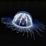 Box_jellyfish_underwater_images