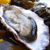 Oyster
