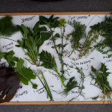 Forage