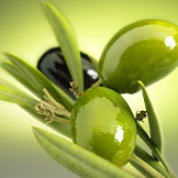 Zeytin1_opt_m