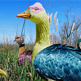Birds_opt_m