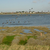 Bull-island_m