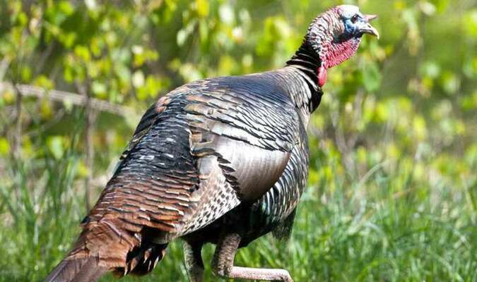 Apply Online During February Mdc Spring Managed Turkey Hunts