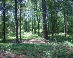 .6 Acre For House Or Mobile Home
