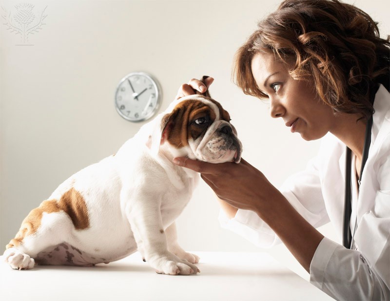 Veterinarian inspecting dog's face