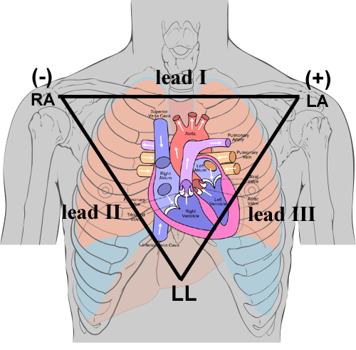 Electrocardiogram ECG BSCI 1511L Statistics Manual Research 