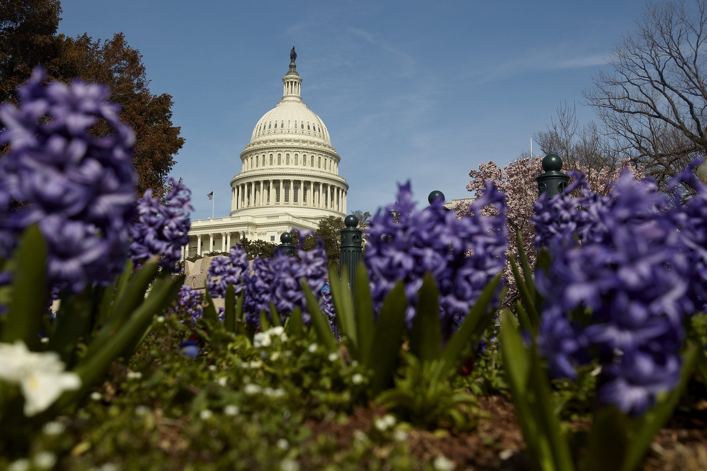 View from the ground of the U.S Senate building with purple flowers in the foreground.