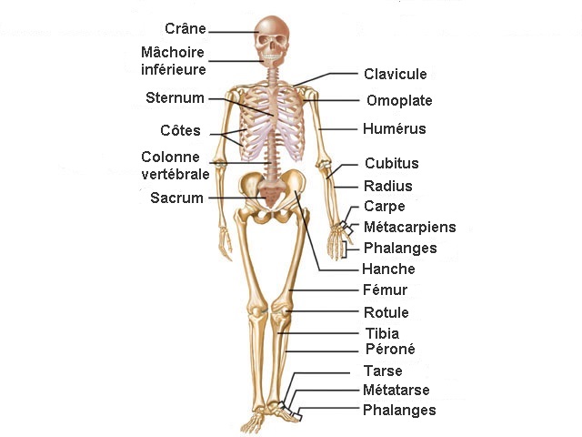 Most cancers Du Poumon Métastases Osseuses