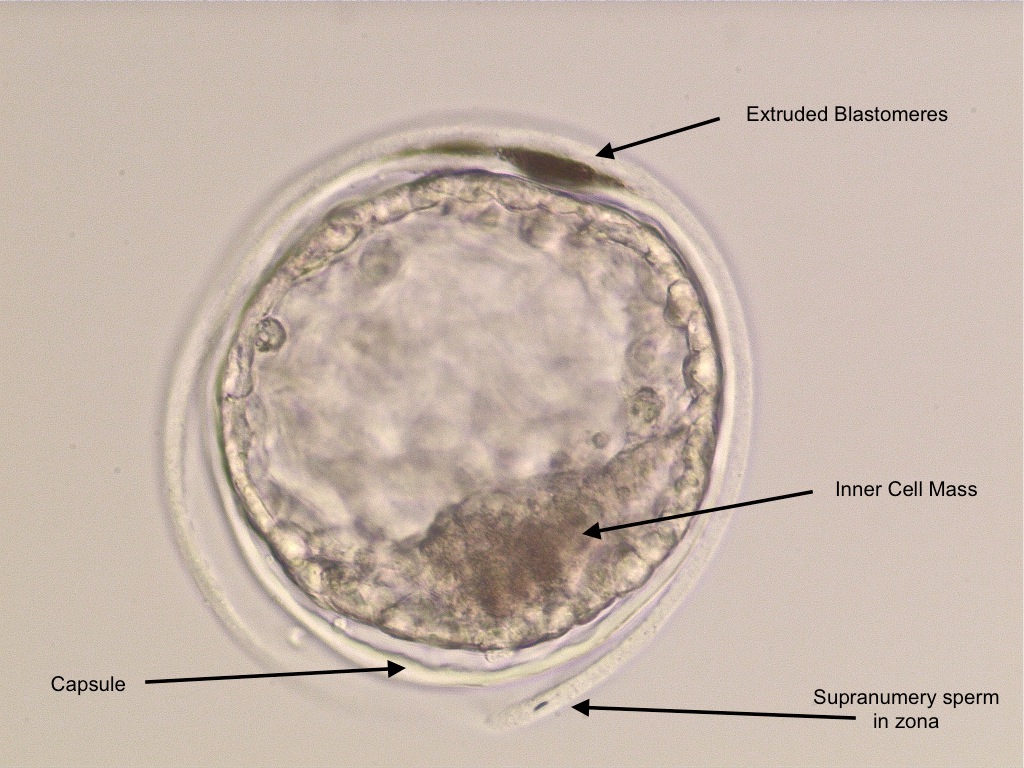 Equine Medical Services Columbia, MO The Equine Embryo A Gallery