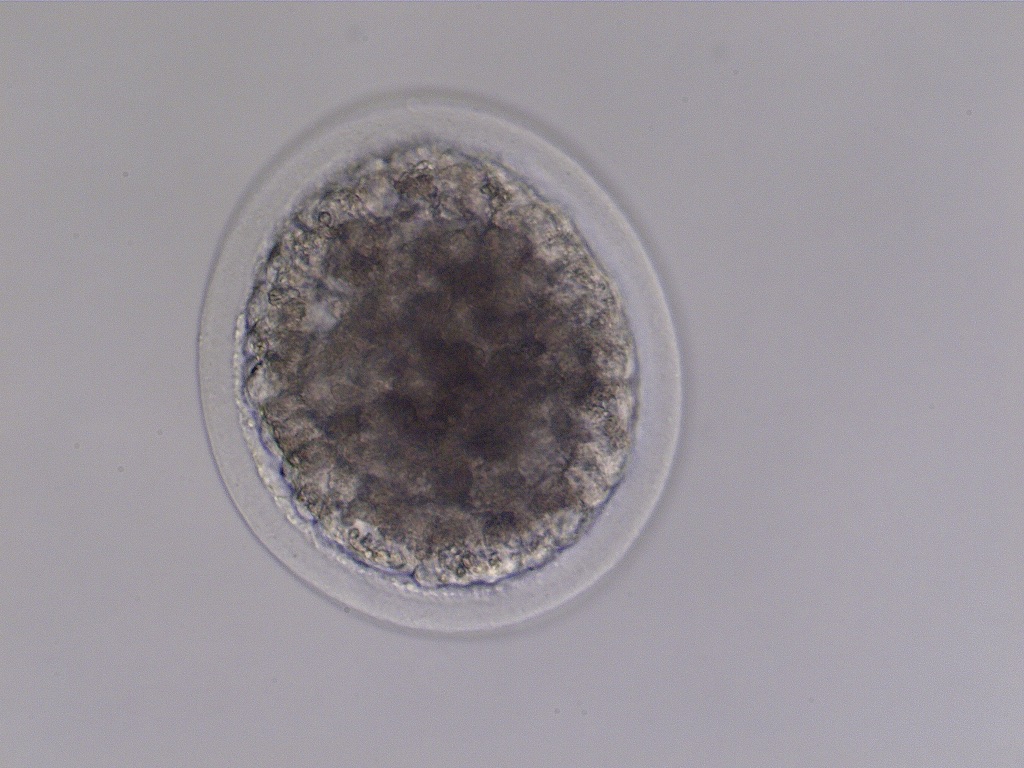 Equine Medical Services Columbia, MO Embryo Transfer Morphology
