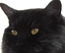 Black-cat