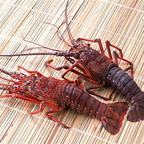 Crayfish