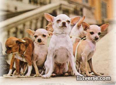 Chihuahuadog