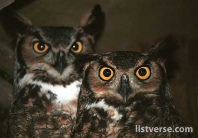 Great Horned Owls