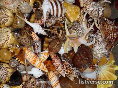 Shells