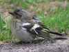Tired and Bedraggled by Gill Venton