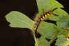 Vapourer Caterpillar by Ian Jones