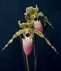 Venus Orchids by Linda Jones