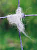 Wool on the Cross by Gwyn Jones