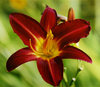 Lilium by Martin Turner