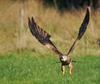 Lunchtime by Eifion Bedford