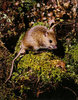 Wood Mouse by Robin Fisher