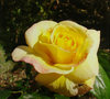 Yellow Rose by Ken Iles