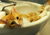 Basin's Cat by Elizabeth Webster