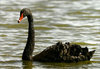 Black Swan by Keith Webster