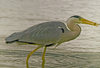 Fishing Heron by Bernard Winters-Jones