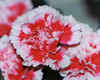 Carnation by Eric Quinney
