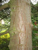 Bark by Victoria Bailey