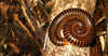 Millipede Spiral by Callum Gill