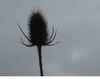 Teasel by Rosie Thomas