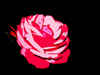 Rose by Callum Gill