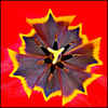 Inside of a Tulip Head by Alan Foulkes