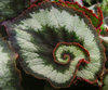 Begonia L'escargot by Rob Patterson