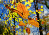 Bright Autumn Colours by Ken Iles