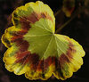 Tri Coloured Geranium by Nigel Williams