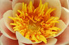 Water Lily by Vyner Rimmington