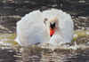 Charging Swan by Keith Webster