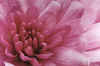 Chrysanthemum by Ian Thomas