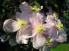 Clematis Montana by Doug Hartill