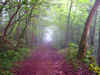 Morning Mist, Abergele Morning Mist, Abergele