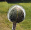 Poppy Head by Nigel Williams